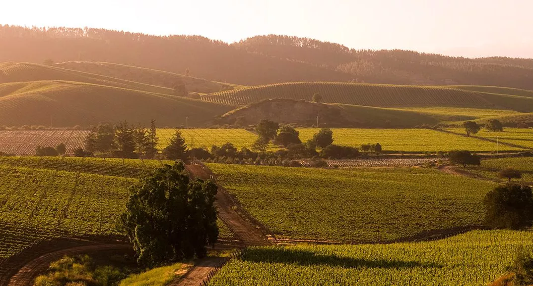 Casas Del Bosque no Chile